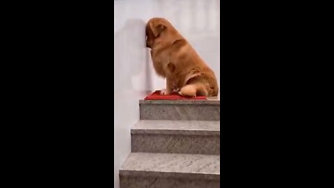 guilty golden retriever