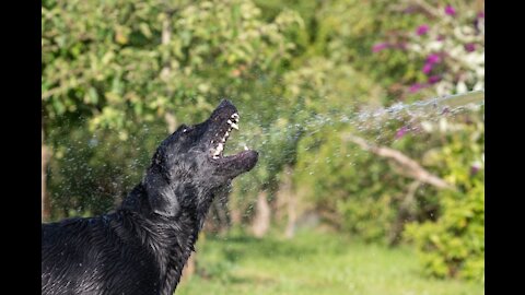 A dog loving the hose pipe