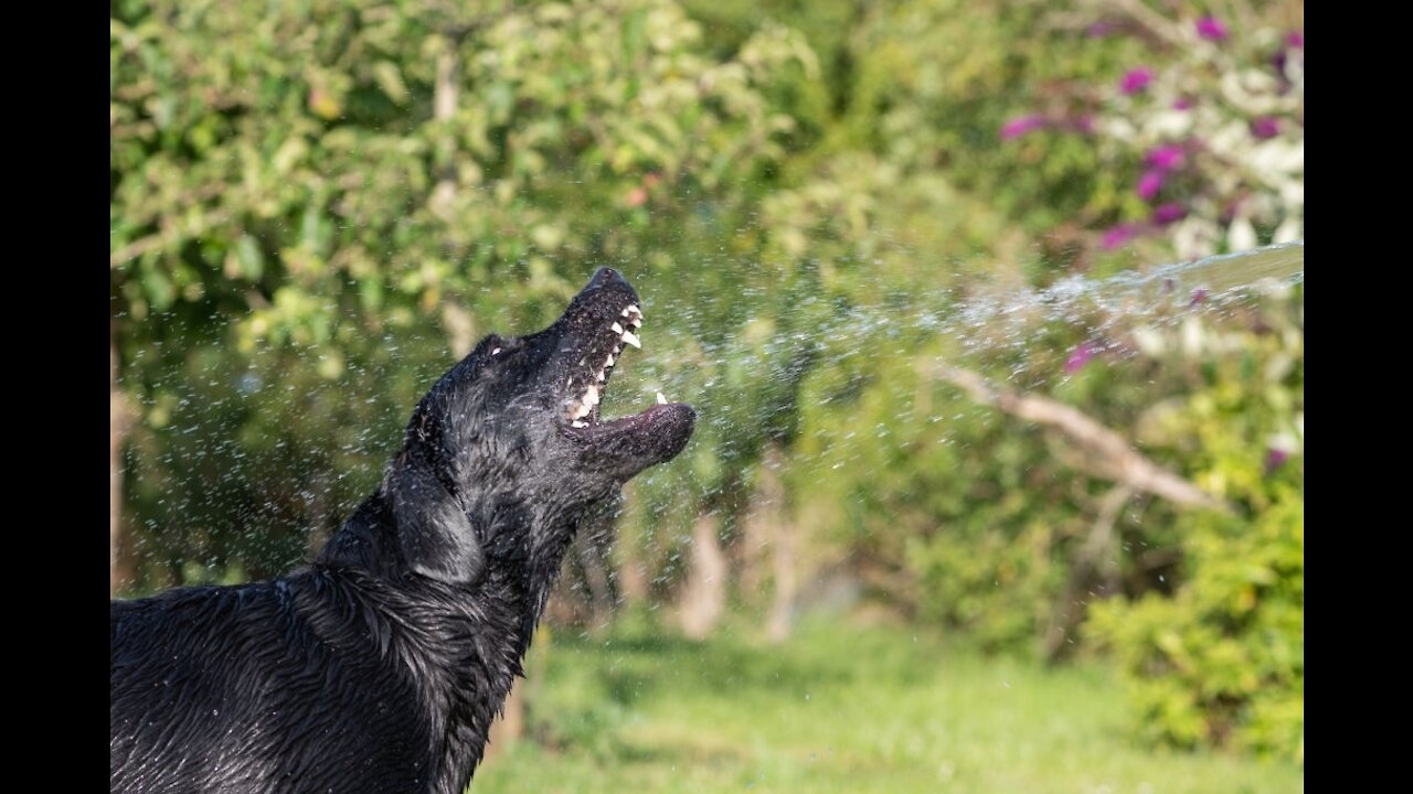 A dog loving the hose pipe