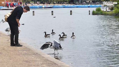 Guy feeds birds using chopsticks!