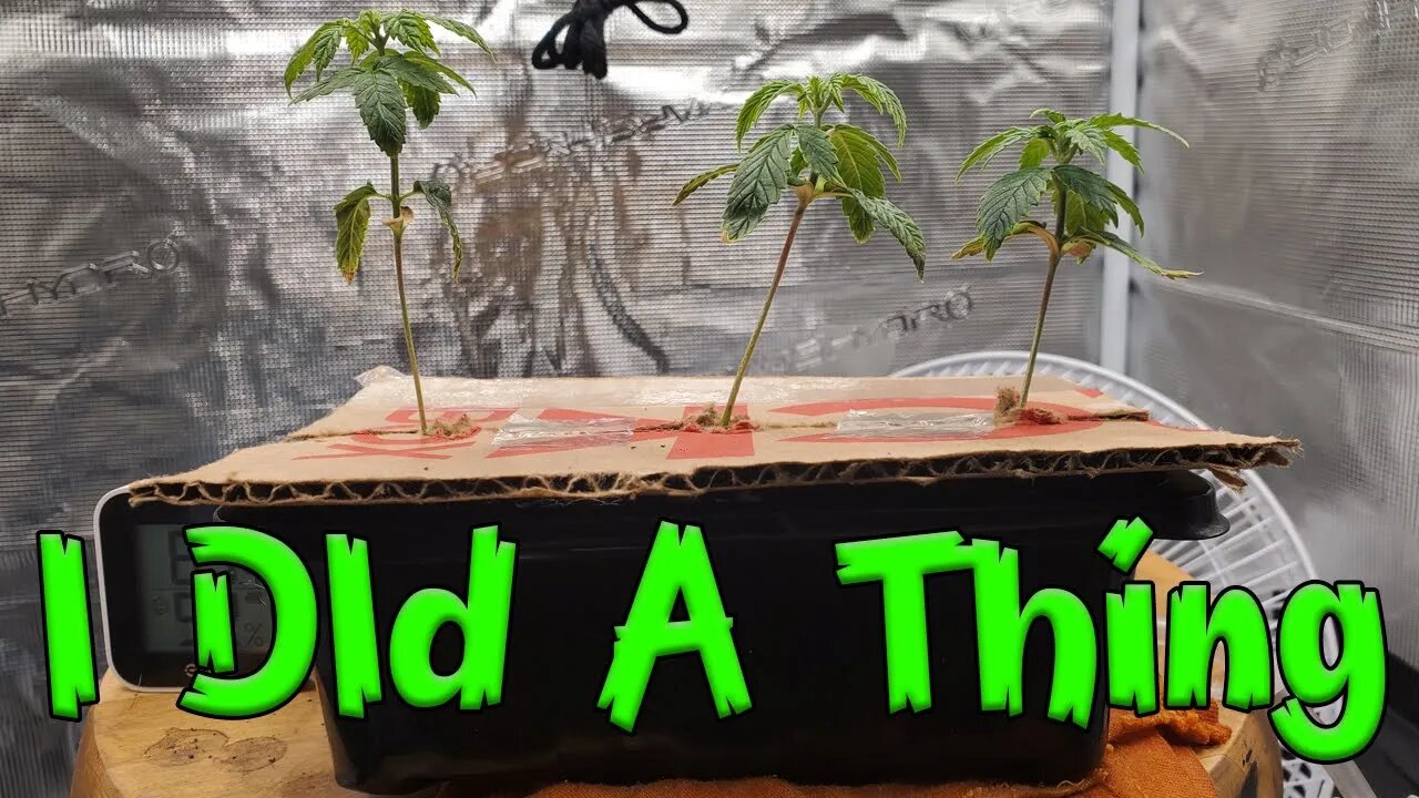 Grow Log: Week 3 - I Did A Thing!