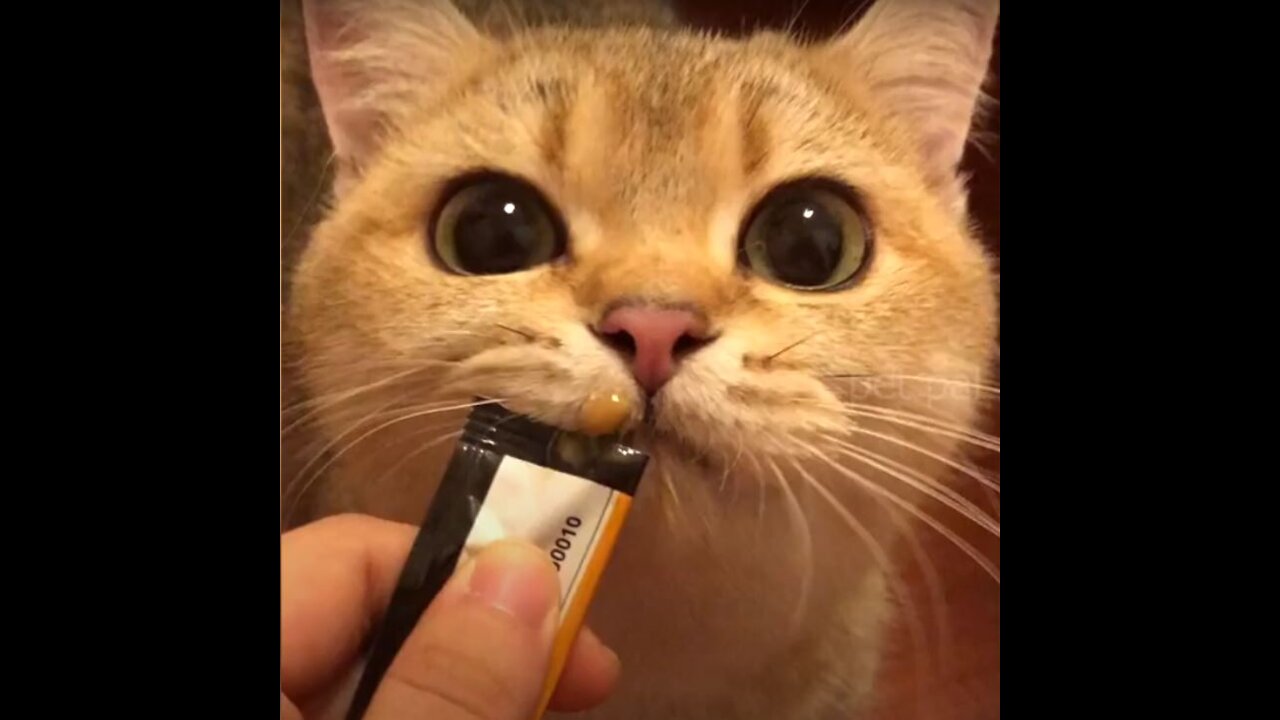 Funniest animals 2k21