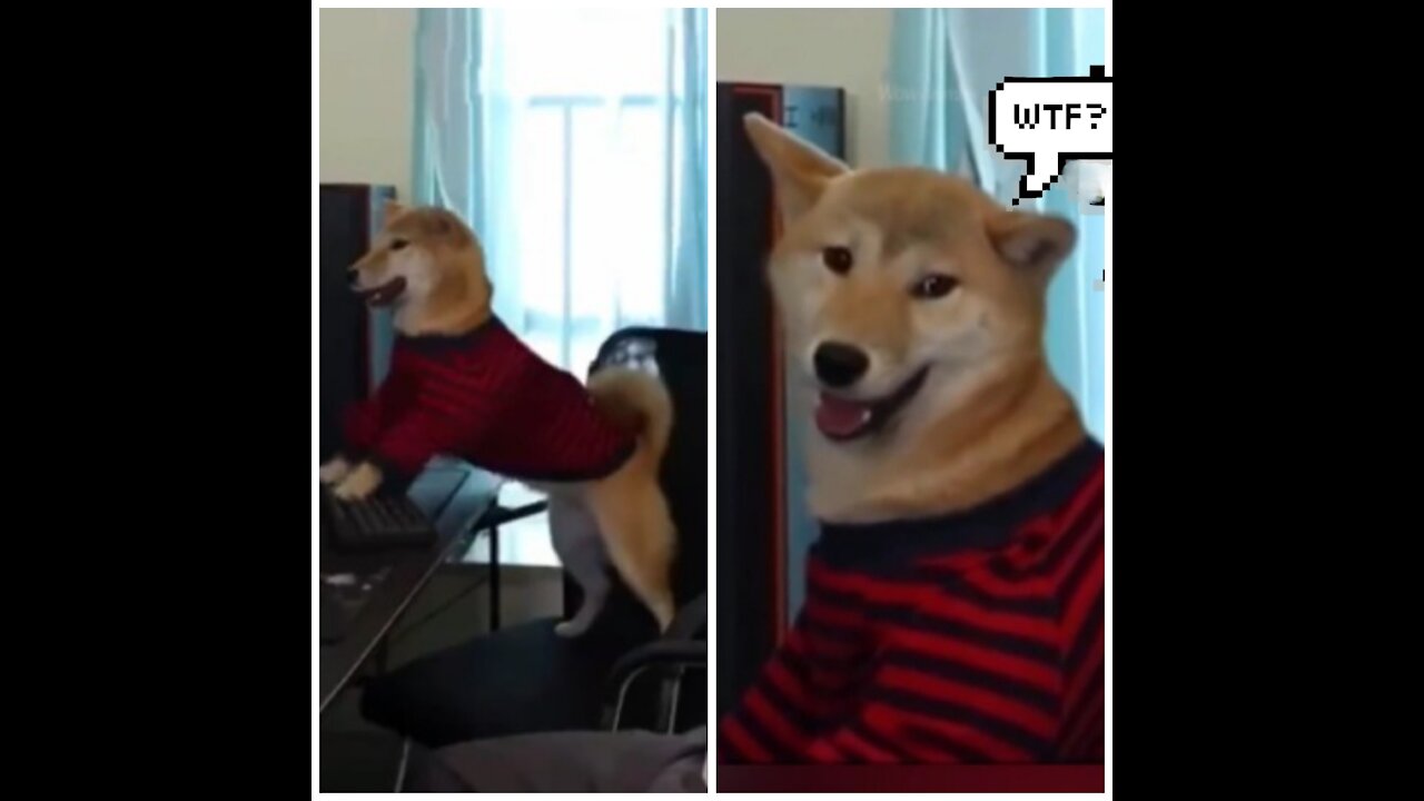 Dog plays a computer game but man shut the computer 😂