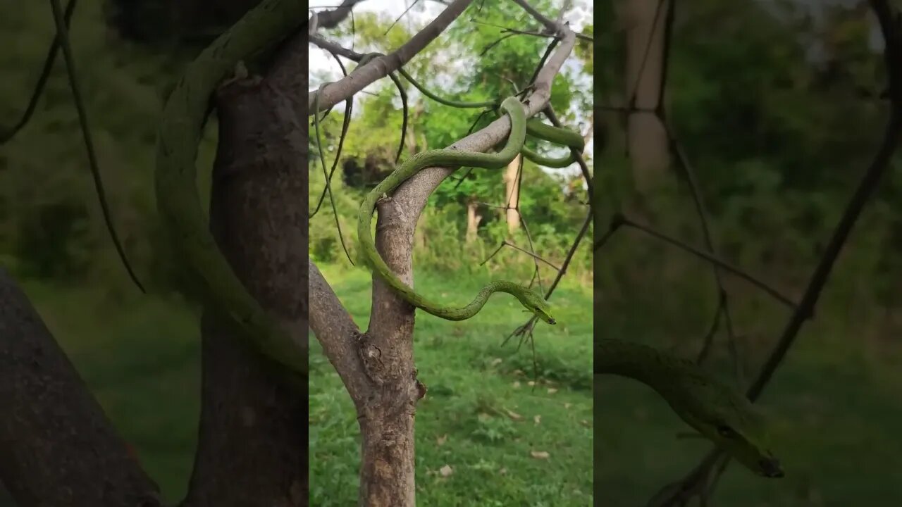 beautiful natural snake