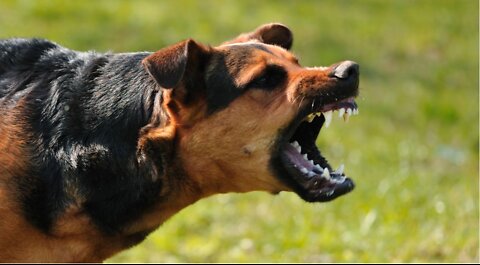 How Teach Protection Dogs to Bark at strangers in public