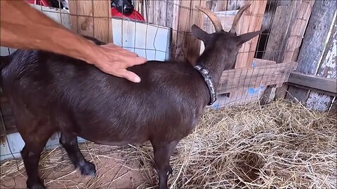 Got your goat | Hamish and Kyloe Ep. 425