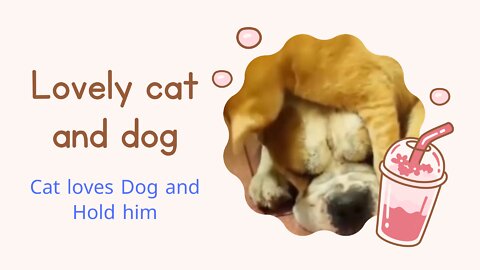 Cat loves dog and hold him
