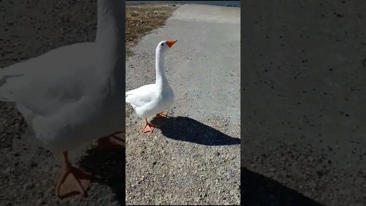 Wild Goose Attacks
