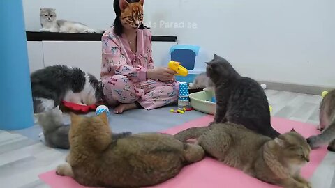 New funny animals video