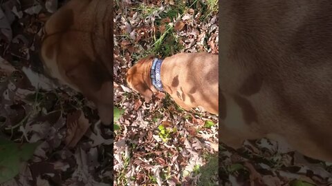 digging holes sniffing for moles