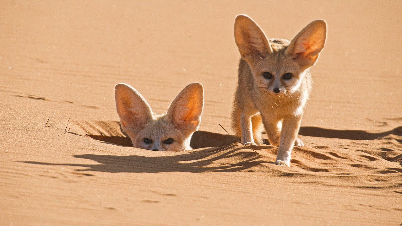 World's Smallest Wild Dog | Dogs in the Wild: Meet The Family | BBC Earth