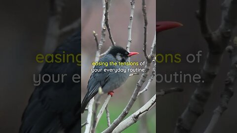 The gentle whispers of birds and the serene melodies | Relaxing Music #shorts #relaxingmusic #yoga