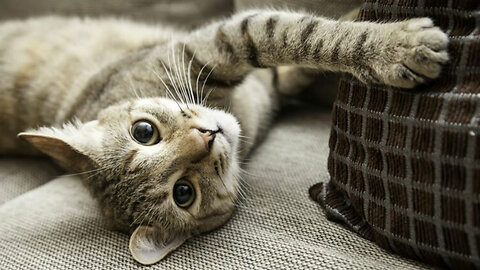 Cats have two modes: Just lit a joint mode and just snorted a whole line mode.