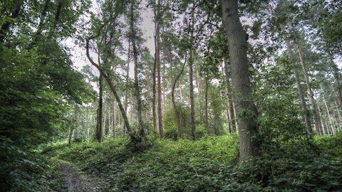 The Sounds Of Nature