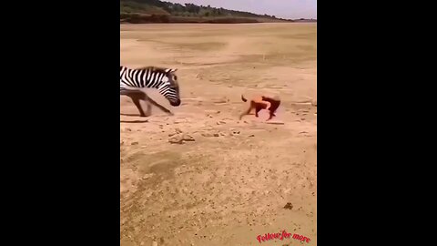 The dog broke his mouth with a big fist🤣🤣 trending video