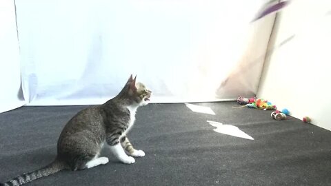 Kitten Plays with His Feather Toy