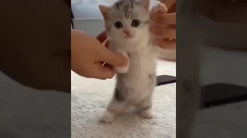 Can dance cats, your cat can dance?🤣 #shorts #animals #funny #ytshorts #cats #dogs #pets