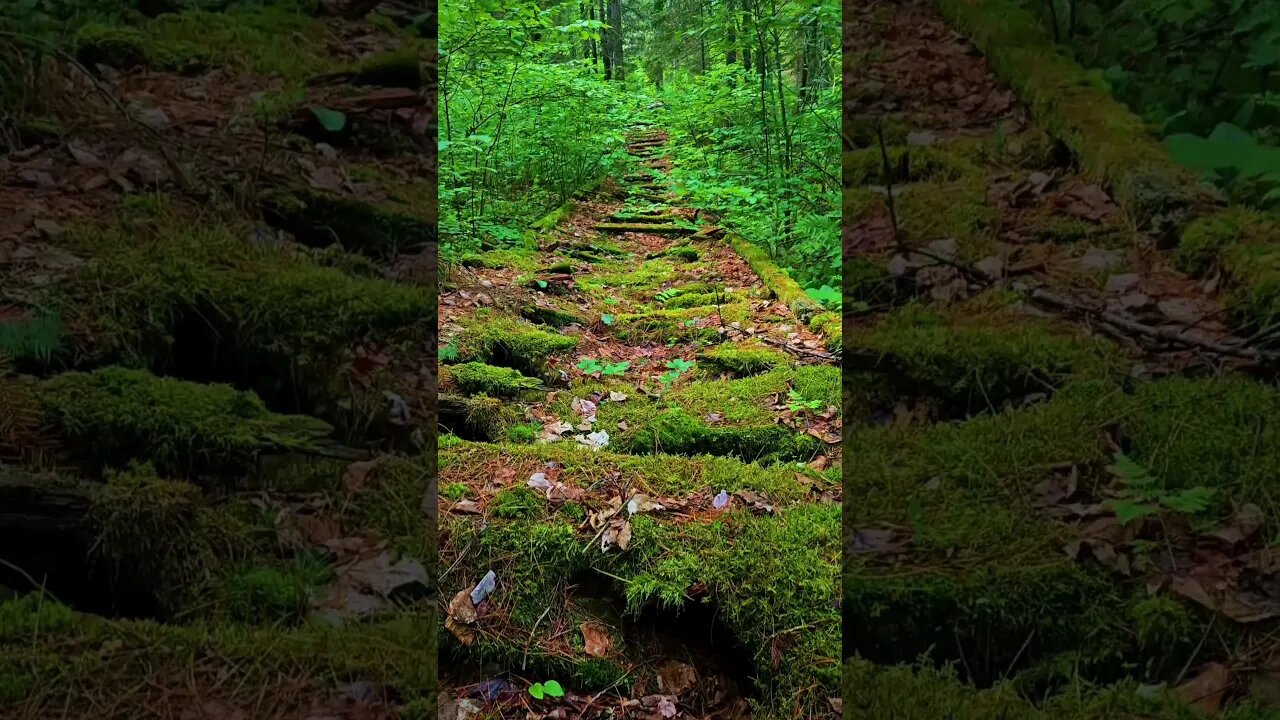 Tripping Along The Forest Walkway