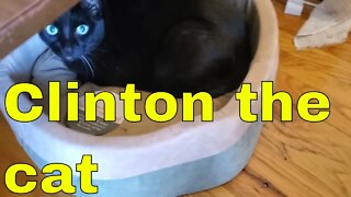 Clinton the cat demands credit