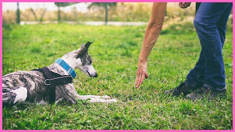 Modern Dog Training - Advanced Leadership System for Dogs - 101