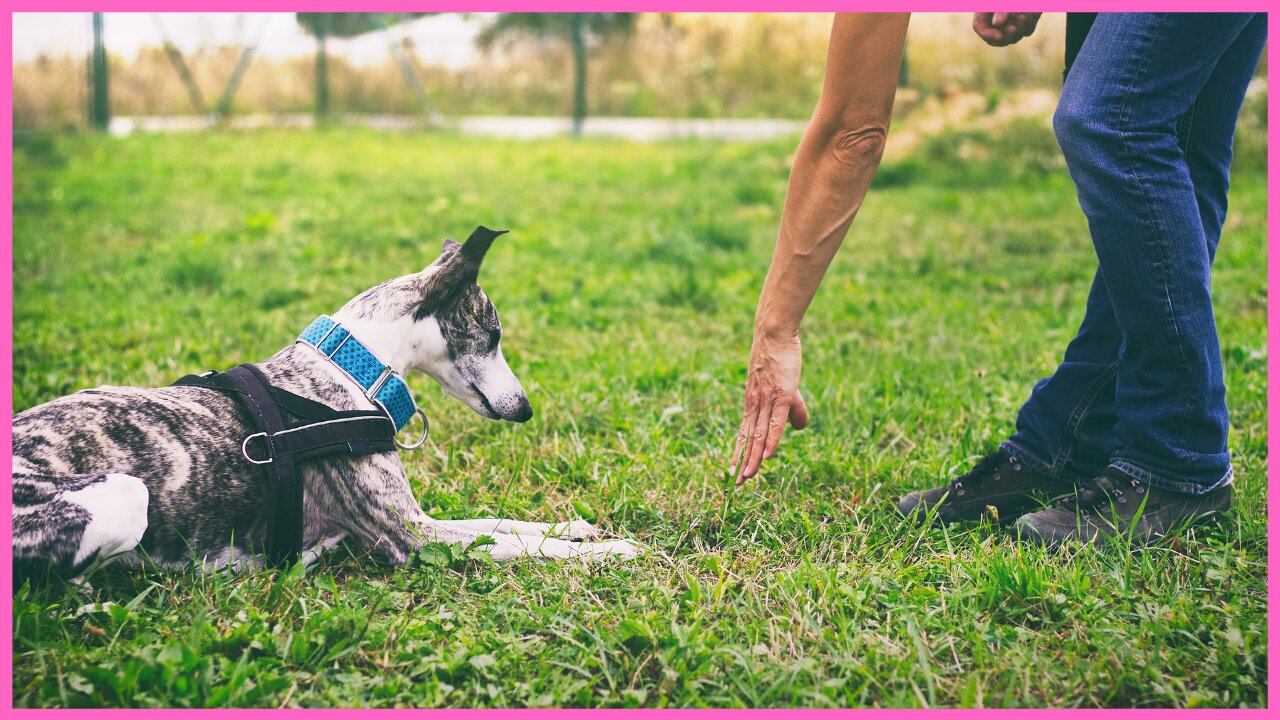 Modern Dog Training - Advanced Leadership System for Dogs - 101