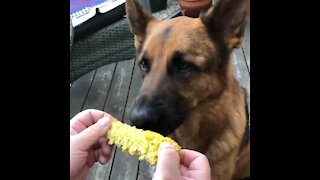 Dog eats corn on the cob just like a human