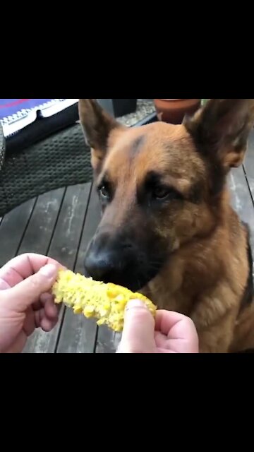Dog eats corn on the cob just like a human