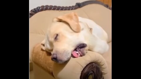 Funny animal videos - funny cat videos and dogs!