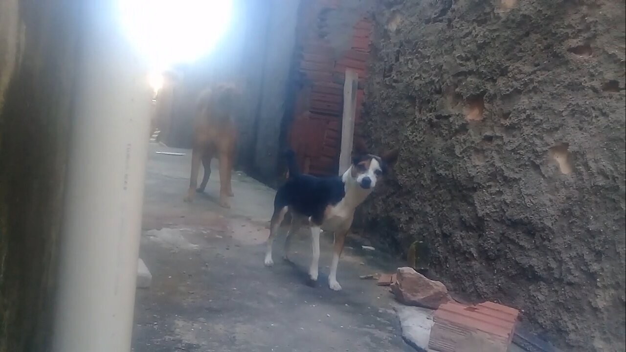 MY WATCHDOGS