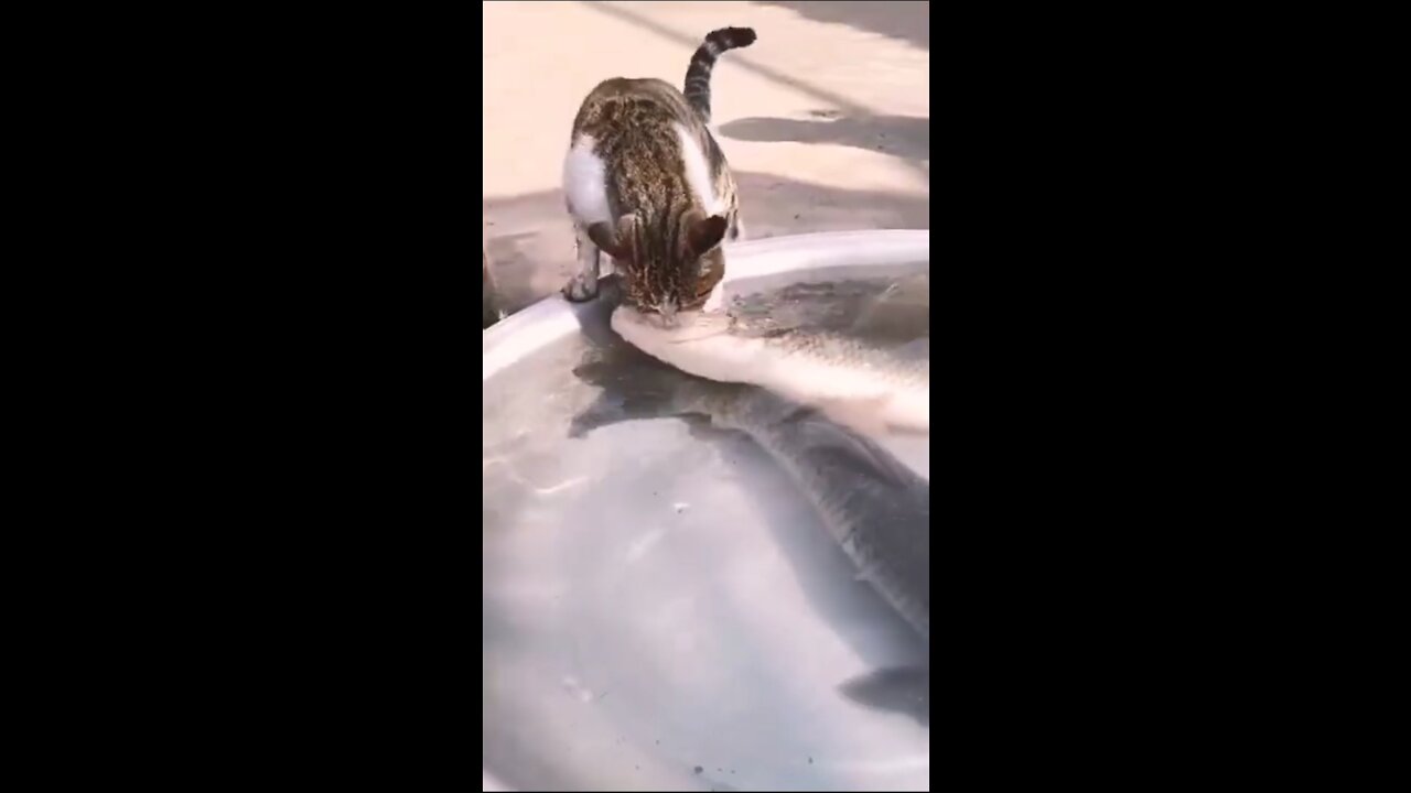 Cat vs fish funny clips ever!
