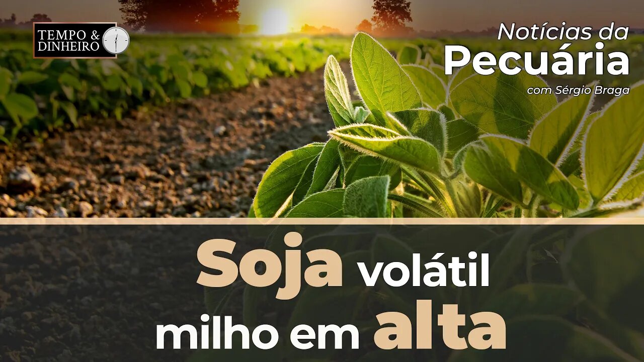 Soja com volatilidade vê milho em alta em Chicago. Veja o comentário do Brandalize