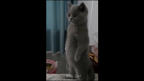 Funny cats video 🐱 part 3 (2022) #3 #funnycats