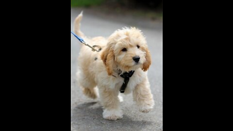 Cute dogs complication