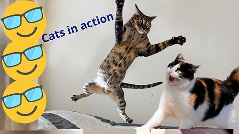 Funny animals Funny cats 😂😂😂