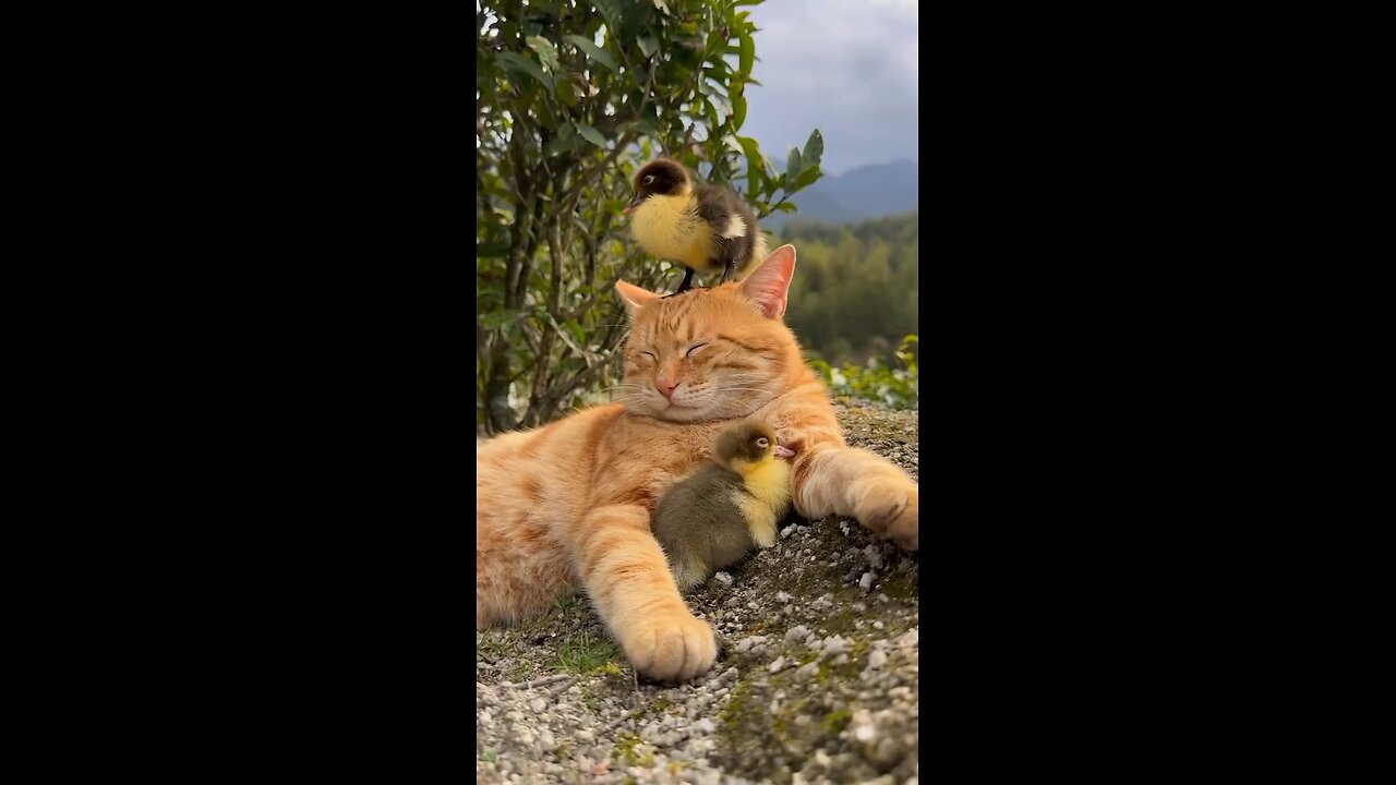 cat