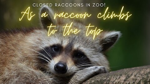 As a raccoon climbs to the top