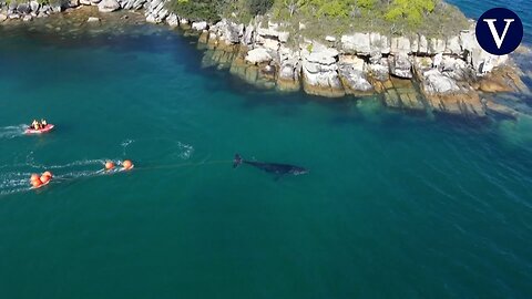 Liberada una ballena jorobada tras 22 horas de calvario en el puerto de Sídney