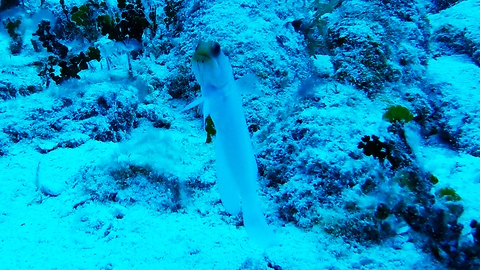 These Tiny Reef Fish Are Like The Fairies Of The Sea