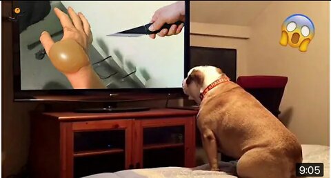 OMG😲 Funny Dog Reaction😂 U Can't Stop Laugh 🤣 1M views