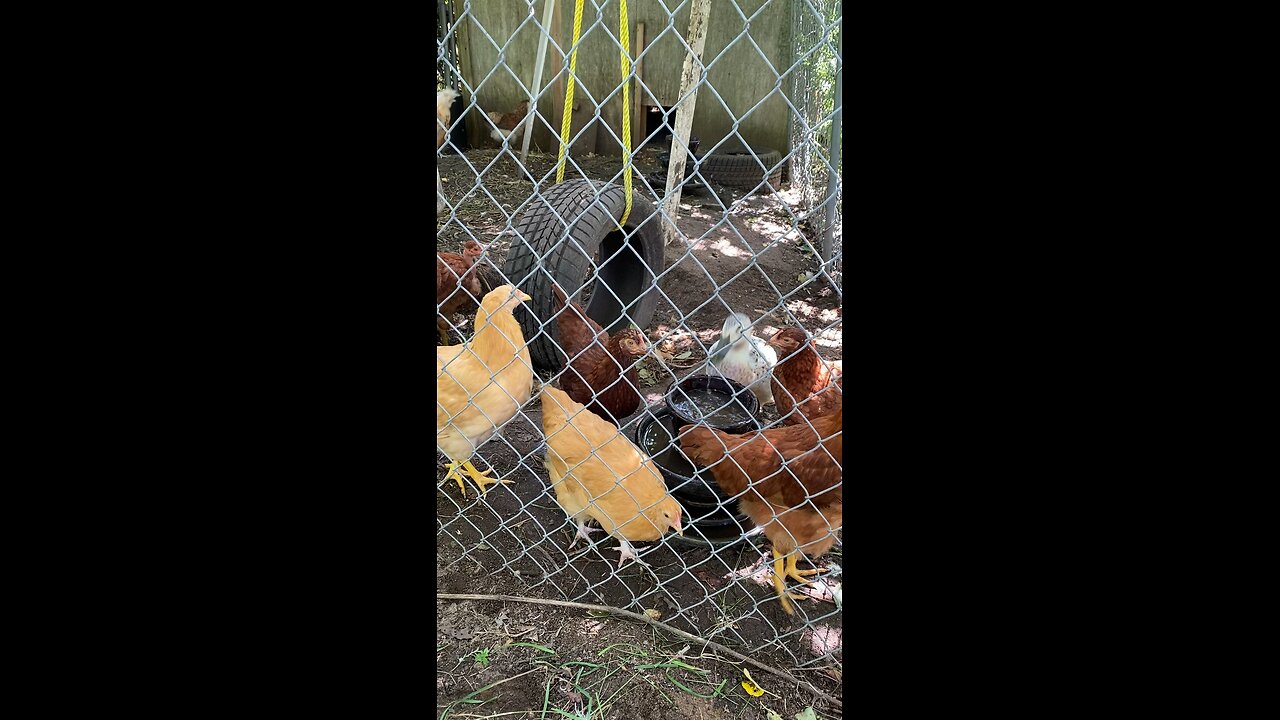 Ducks in pen