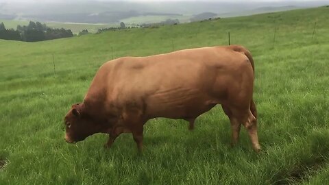 Nguni Cattle Breeding