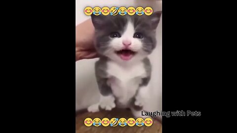 The Secret Lives of Pets @LaughingwithPets
