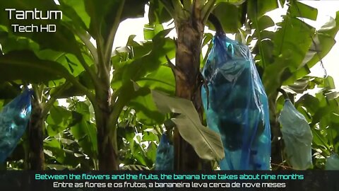Incrível Processo de Cultivo