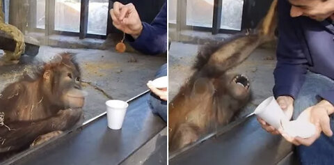 MONKEY SEES A Magic Trick - Amazing Reaction