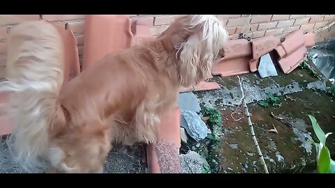 #dogshow , #animals , #dogs