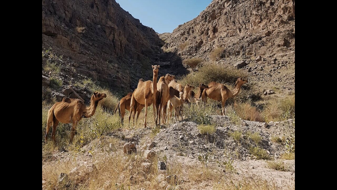 5 mythical beasts that call Arizona home - ABC15 Digital