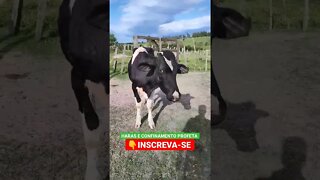 boi babão #shorts #agro #animals #roça #agropecuaria #haras #boi #fazenda #gado #bicho #confinamento