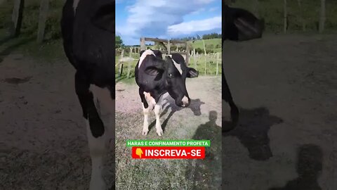 boi babão #shorts #agro #animals #roça #agropecuaria #haras #boi #fazenda #gado #bicho #confinamento