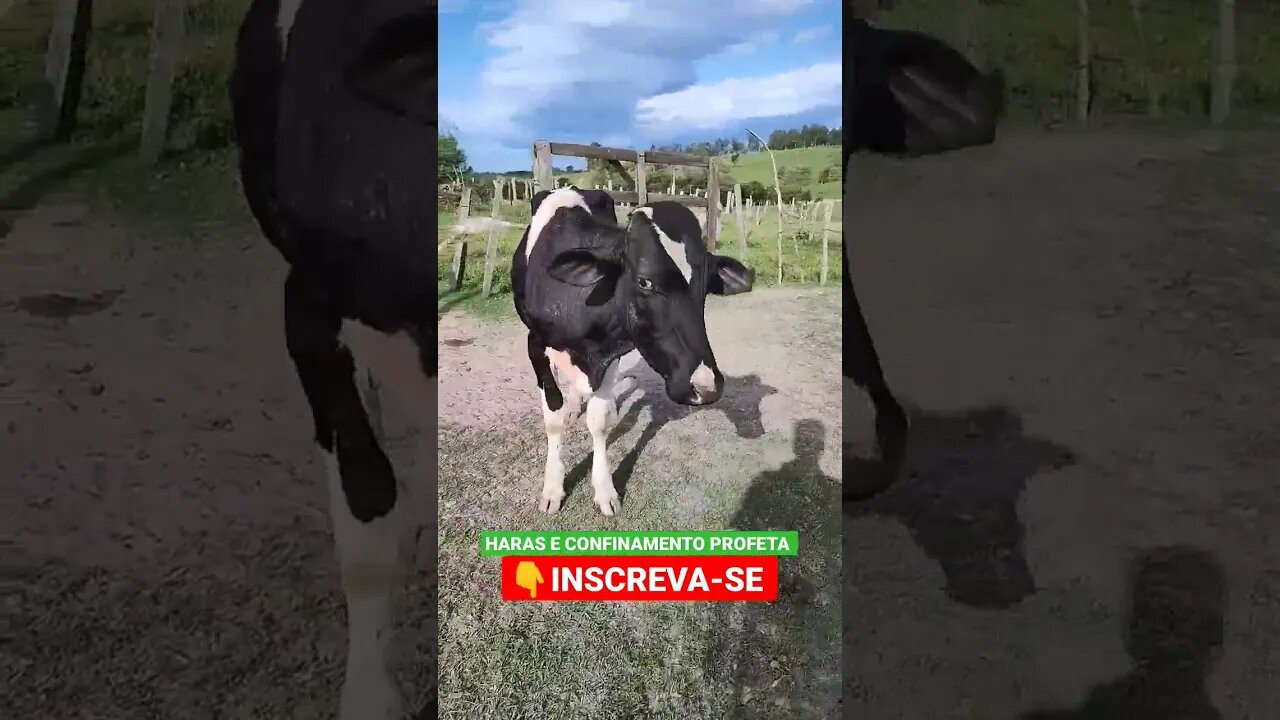 boi babão #shorts #agro #animals #roça #agropecuaria #haras #boi #fazenda #gado #bicho #confinamento