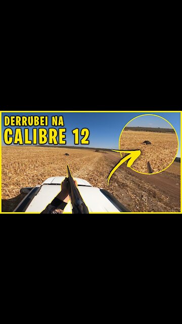 Tiro de 12 em Javali com Camionete em movimento #Shorts